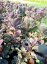 SEDUM CAUTICOLA SUNSPARKLER PLUM DAZZLED