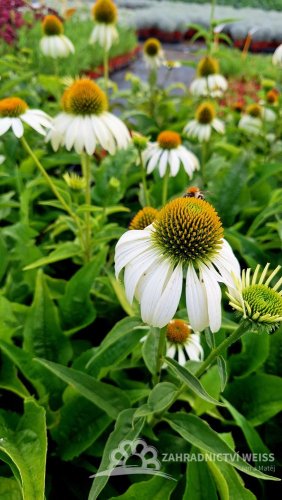 ECHINACEA PURPUREA WHITE SWAN