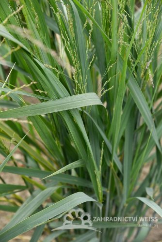PROSO PRUTNATÉ –  PANICUM VIRGATUM BLUE FOUNTAIN