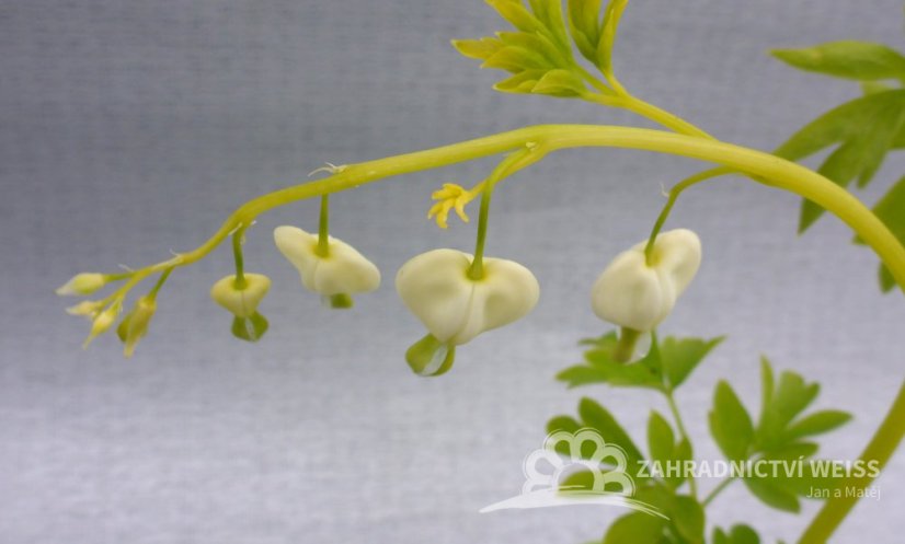 SRDCOVKA NÁDHERNÁ - DICENTRA SPECTABILIS ALBA
