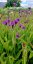 SPORÝŠ - VERBENA RIGIDA VENOSA LILAC