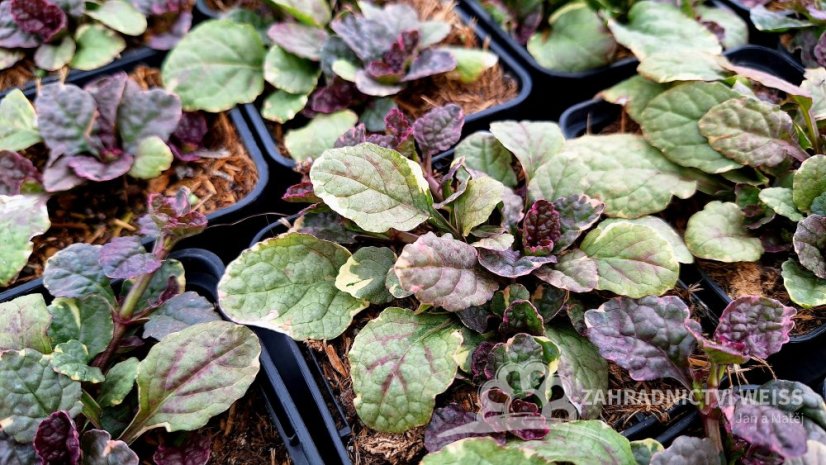ZBĚHOVEC – AJUGA REPTANS BURGUNDY GLOW