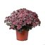 SEDUM HYBRIDUM GLOBE PINK