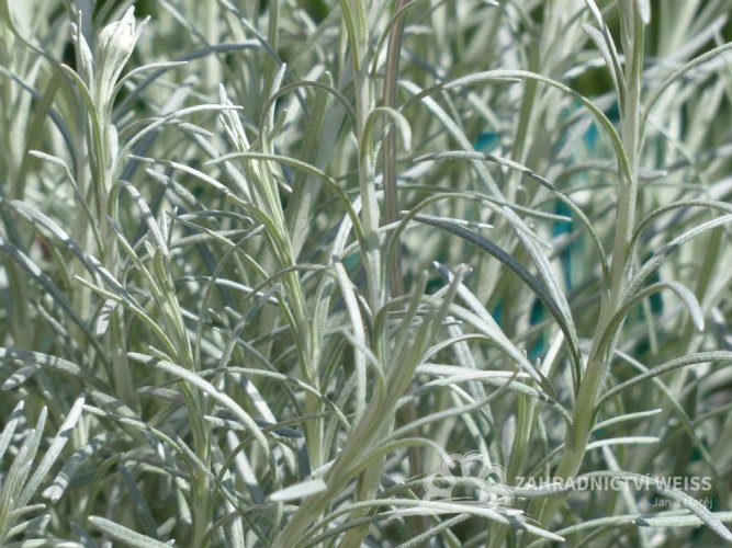 SMIL ITALSKÝ - KARI KOŘENÍ - YZOP