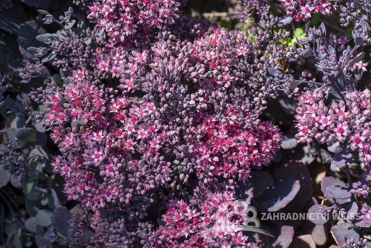 SEDUM CAUTICOLA RED CANYON