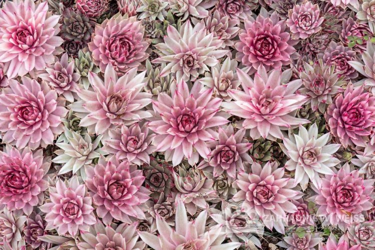 NETŘESK - SEMPERVIVUM CAPRICORN