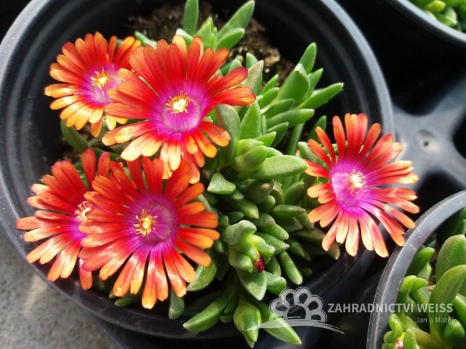 SADA 4 BAREV DELOSPERMA