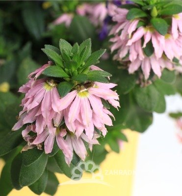 SCAEVOLA - VĚJÍŘOVKA RŮŽOVÁ