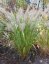 TŘTINA CHLOUPKATÁ - CALAMAGROSTIS BRACHYTRICHA