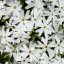 FLOX SKALKOVÝ - PHLOX SUBULATA SNOWFLAKE