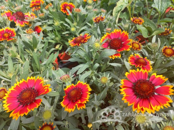 KOKARDA - GAILLARDIA SUNRITA RED YELLOW TIP