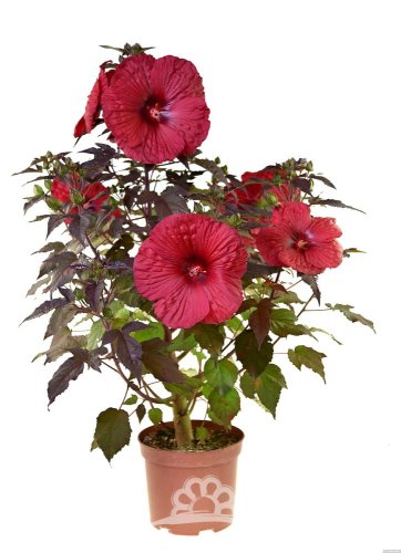 HIBISCUS SUMMERIFIC HOLY GRAIL ®
