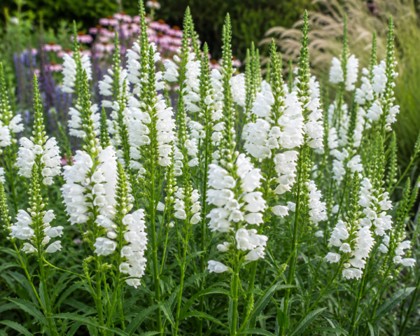 ŘETĚZOVKA VIRGINSKÁ - PHYSOSTEGIA VIRGINIANA ALBA