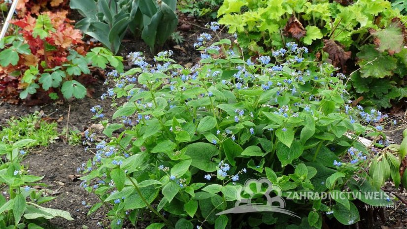 BRUNNERA MACROPHYLLA
