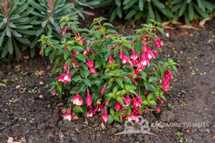 FUCHSIA LADY THUMB