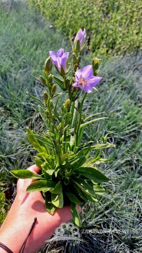 ZVONEK BROSKVOLISTÝ - CAMPANULA PESICIFOLIA TAKION BLUE
