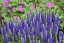 VERONICA SPICATA ROYAL CANDLES