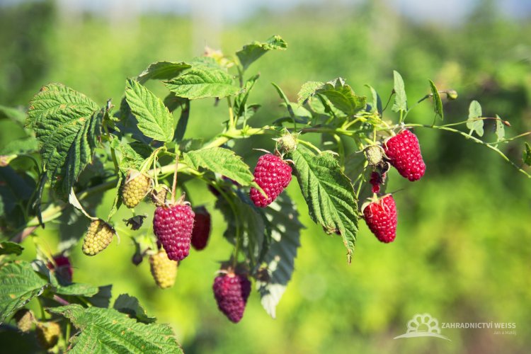 MALINOOSTRUŽINA - RUBUS TAYBERRY