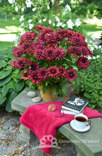 RUDBECKIA x HYBRIDA FLAMENCO TRUE RED ®