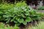 HOSTA HYBRID FRANCEE