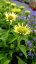 ECHINACEA PURP. PRAIRIE SPLENDOR COMPACT WHITE