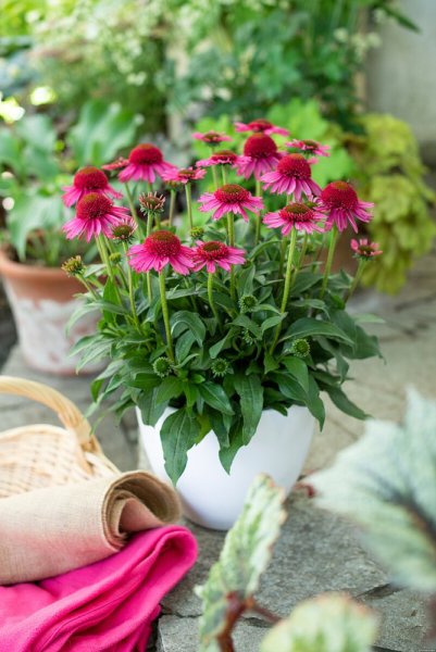 ECHINACEA PURPUREA DELICIOUS CANDY  ®