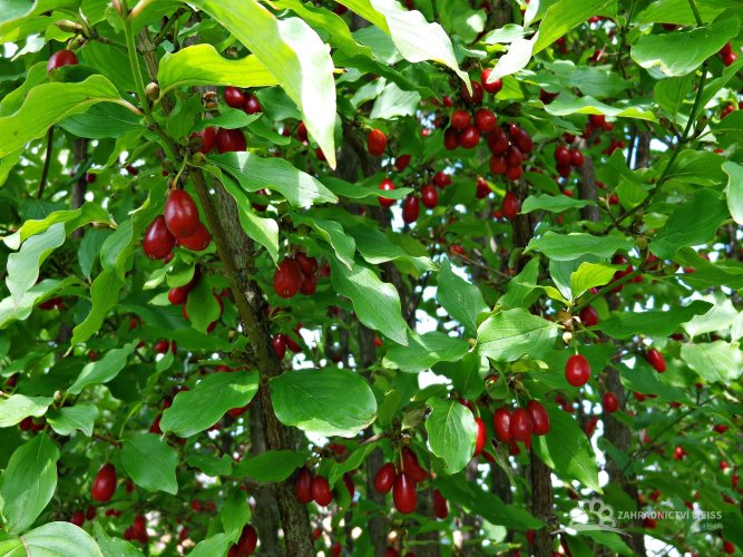 DŘÍN OBECNÝ - CORNUS MAS