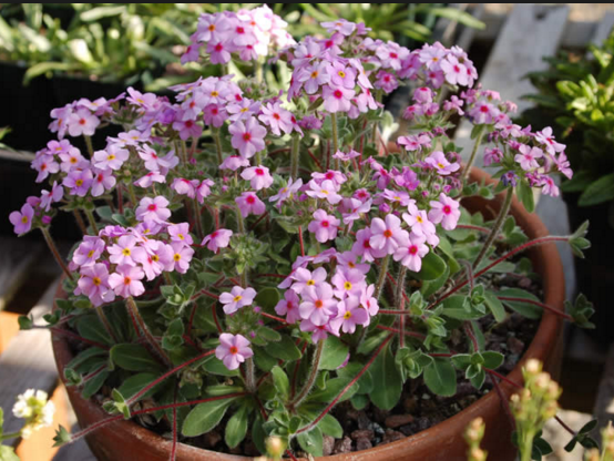 ANDROSACE SEMPERVIVOIDES - POCHYBEK