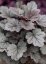 HEUCHERA SILVER GUMDROP