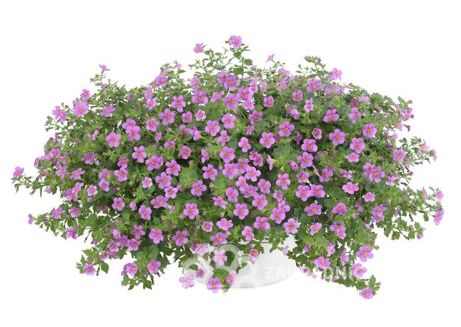 BACOPA - BAKOPA RŮŽOVÁ