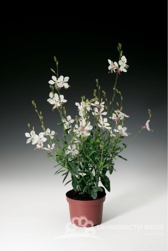 GAURA LINDHEIMERI – GEYSER WHITE