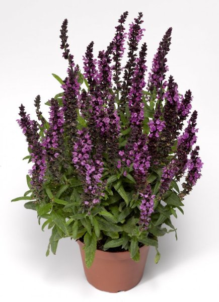 ŠALVĚJ NÁDHERNÁ - SALVIA SUPERBA 'MERLEAU ROSE COMPACT'