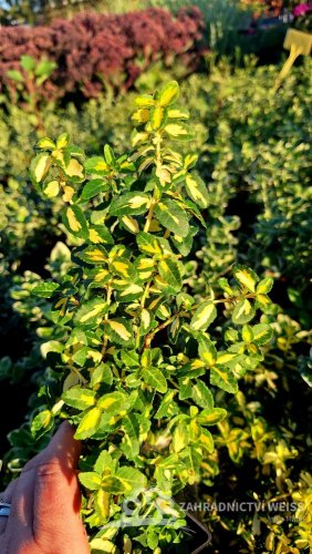 BRSLEN - EUONYMUS FORTUNEJ BLONDY