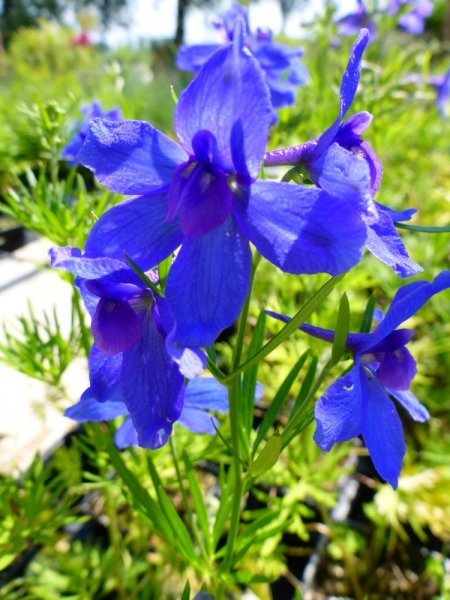 DELPHINIUM MODRÉ - DELPHINIUM GRANDIFLORUM DELFIX BLUE