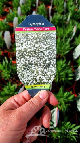 GYPSOPHILA PANICULATA.  FESTIVAL WHITE FLARE