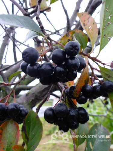 ARONIA MELANOCARPA - ARONIE ČERNÝ JEŘÁB