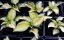 HOSTA "GREAT EXPECTATIONS"