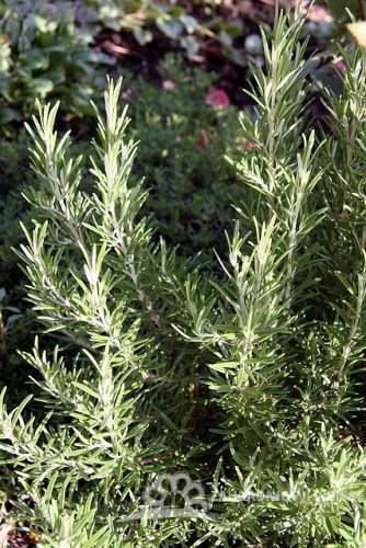 ROZMARÝN WINTER BLUE