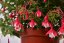 FUCHSIA LADY THUMB