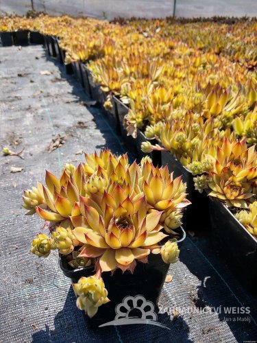 NETŘESK - SEMPERVIVUM HYBRIDA LEO