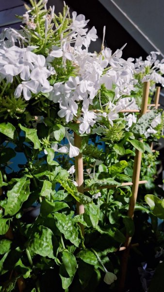 OLOVĚNEC BÍLÝ - PLUMBAGO WHITE