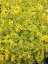 SEDUM KAMTSCHATICUM THE EDGE