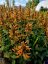 AGASTACHE HYBRIDA - KUDOS MANDARIN - ORANŽOVÝ
