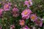 SASANKA - ANEMONE HYB. BRESSINGHAM GLOW