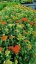 ACHILLEA MILLEFOLIUM SASSY SUMMER SUNSET