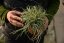 CAREX OSHIMENSIS MOONLIGHT
