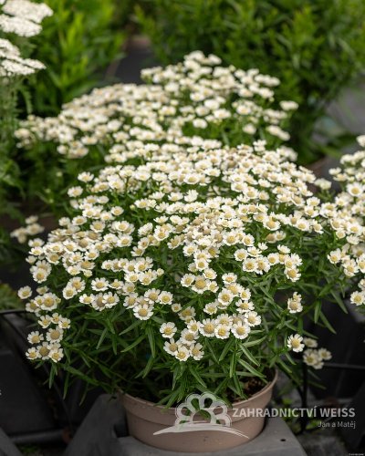 ŘEBŘÍČEK BERTRÁM - ACHILLEA PTARMICA NANA COMPACTA