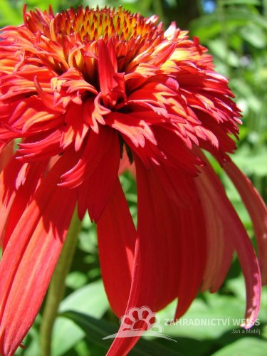 ECHINACEA HOT PAPAYA