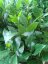 BOBKOVÝ LIST - LAURUS NOBILIS - VAVŘÍN