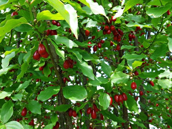 DŘÍN OBECNÝ - CORNUS MAS